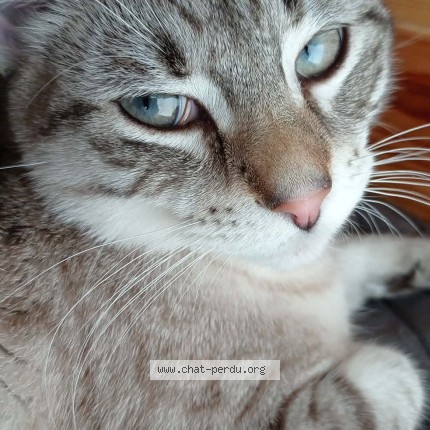 Photo 1/1 yoda Chat perdu à Aureilhan