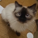 gaya