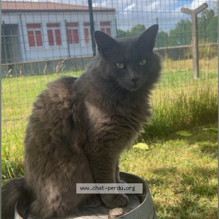 Photo de chat perdu à Mosnac