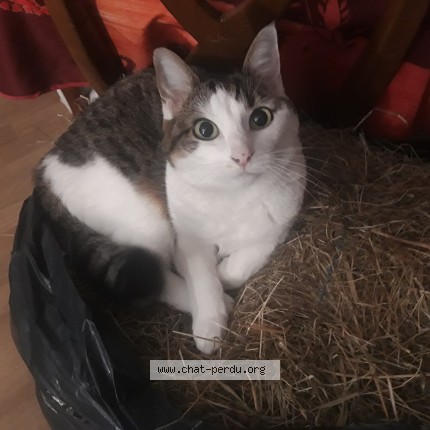 Photo 1/1 Milady Chat perdu à La Salle Les Alpes