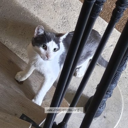 Photo 1/1 Chat retrouvé Trouvé à Saint Denis