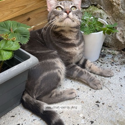 Photo de chat perdu à Noyon
