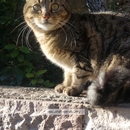 Photo de chat perdu à Jouques