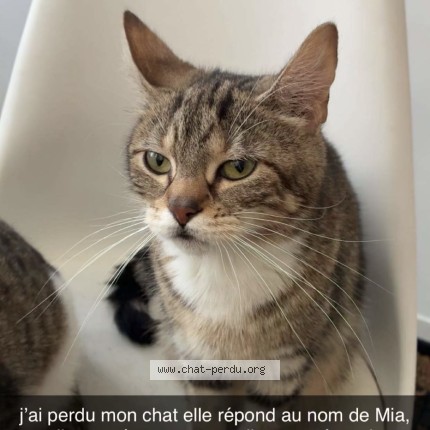 Photo 1/1 Chat retrouvé Perdu à Abbeville