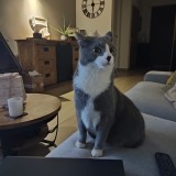 Simba