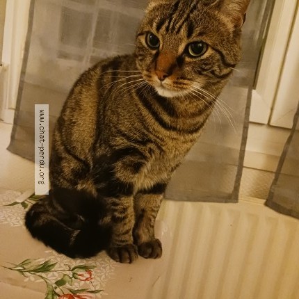 Photo de chat perdu à Terville