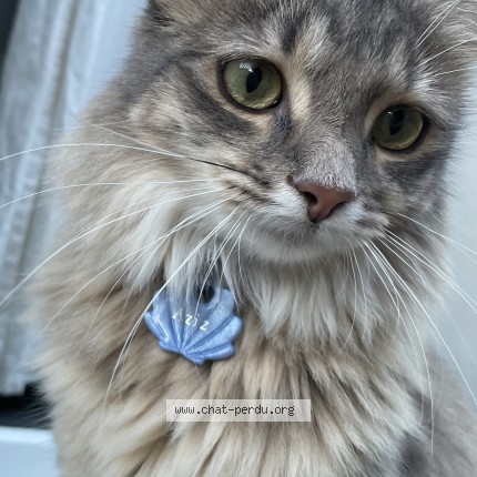 Photo de chat perdu à La Rochelle