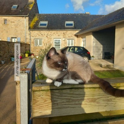 Photo de chat perdu à Brest