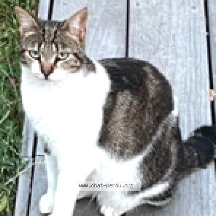 Photo de chat perdu à Plouharnel