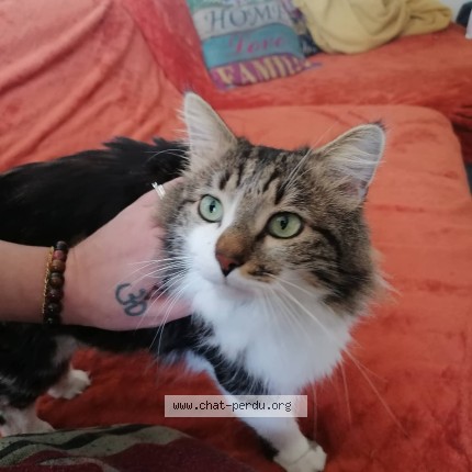 Photo de chat perdu à Vergeze