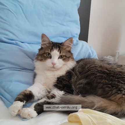 Photo 1/1 Chat retrouvé Perdu à Muhlbach Sur Munster