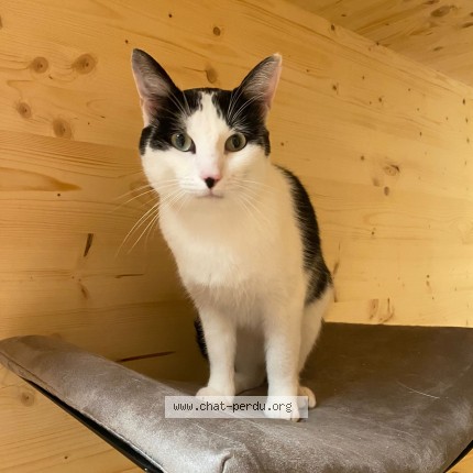 Photo de chat perdu à Nantes