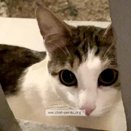 Photo de chat perdu à Nimes