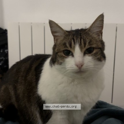 Photo de chat perdu à Le Mans