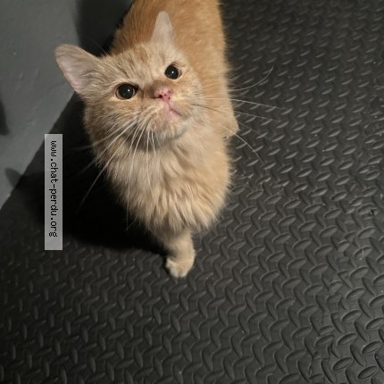 Photo de chat trouvé à Argenteuil