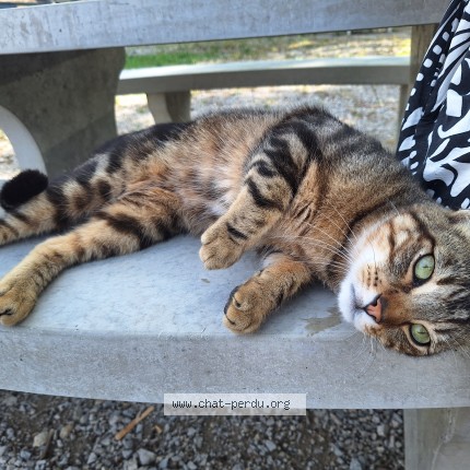Photo 1/1 Chat trouvé Trouvé à Ornans