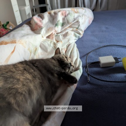 Photo de chat perdu à Saint Christophe La Couperie