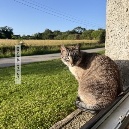 Photo 1/1 Chat retrouvé Perdu à Plouvien
