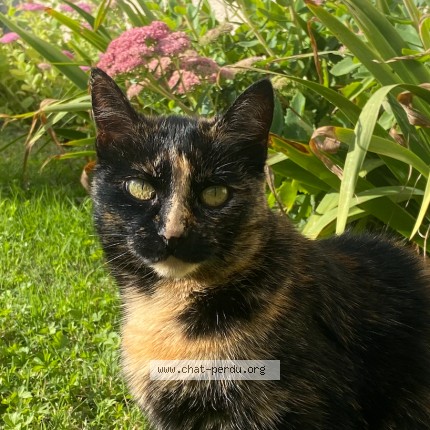 Photo de chat perdu à Saint Leon