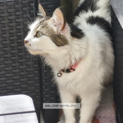 Photo de chat perdu à Brest