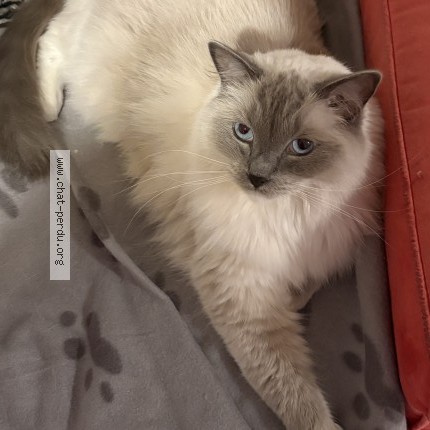 Photo de chat perdu à Saint Gervais