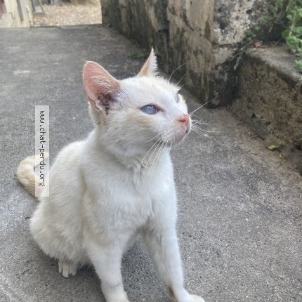 Photo 1/1 Chat trouvé Trouvé à Chateau L Eveque