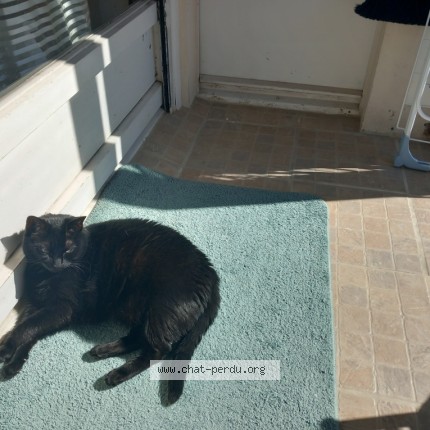 Photo de chat perdu à Saint Herblain
