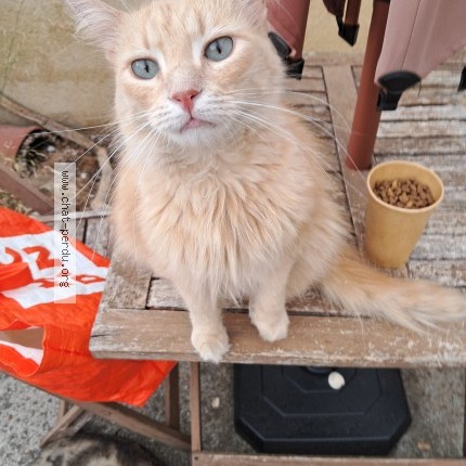 Photo 1/1 Chat trouvé Trouvé à Cournonsec