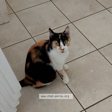 Photo 1/1 Pattenrond Chat perdu à Locqueltas