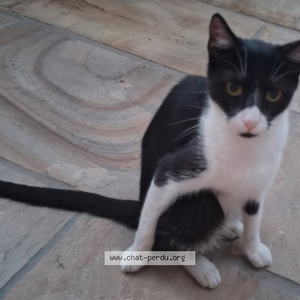 Photo de chat perdu à Chateauneuf