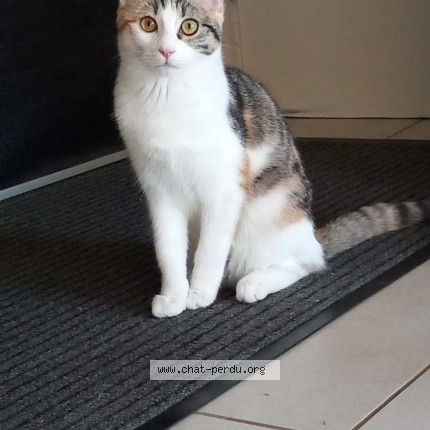 Photo 1/1 Caramelle Chat perdu à Toul