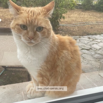 Photo 1/2 Chat trouvé Trouvé à Lancieux