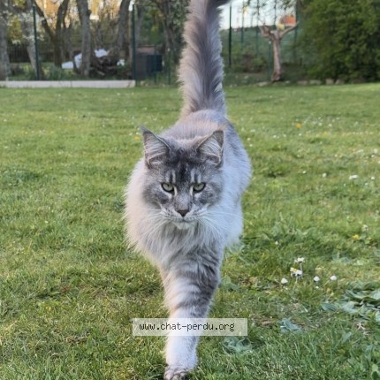 Photo 1/1 priska Chat perdu à Fontaine Les Dijon