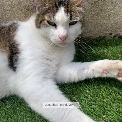 Photo 1/1 Calou Chat perdu à Aramon