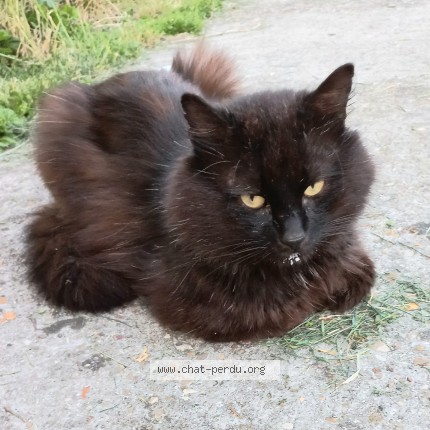 Photo 1/1 Chat trouvé Trouvé à Livry Gargan