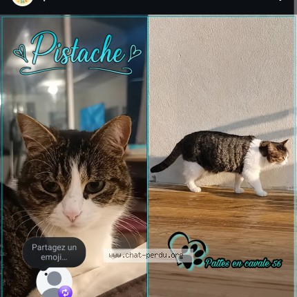 Photo 1/1 pistache Chat perdu à Saint Barthelemy