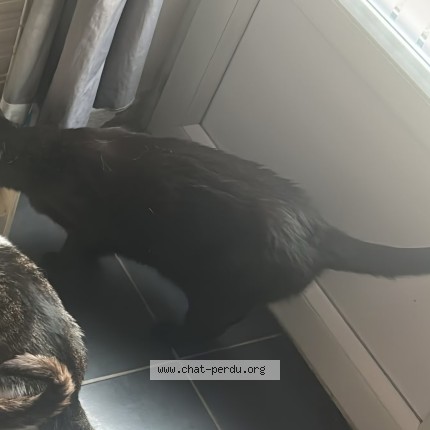 Photo 1/1 happy Chat perdu à Chennevieres Sur Marne