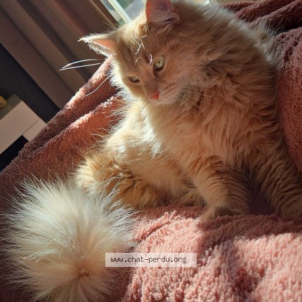 Photo de chat perdu à Beziers