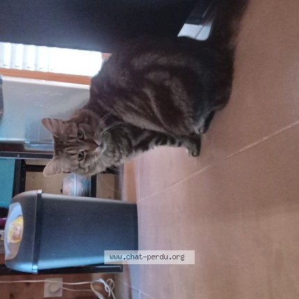 Photo 1/1 Chat retrouvé Perdu à Albigny Sur Saone