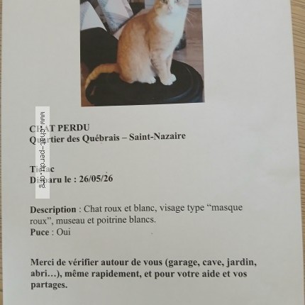 Photo 1/3 tictac Chat perdu à Saint Nazaire
