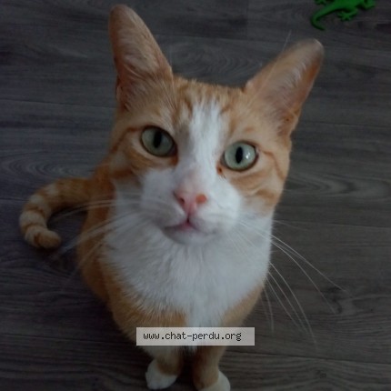 Photo 3/3 tictac Chat perdu à Saint Nazaire