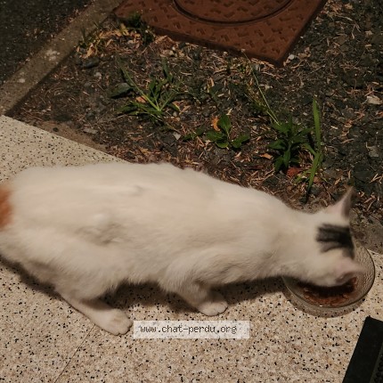 Photo 1/1 Chat retrouvé Trouvé à Nantes