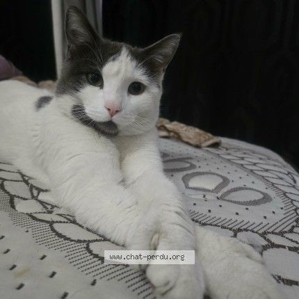 Photo 1/1 Chat retrouvé Perdu à Montreal