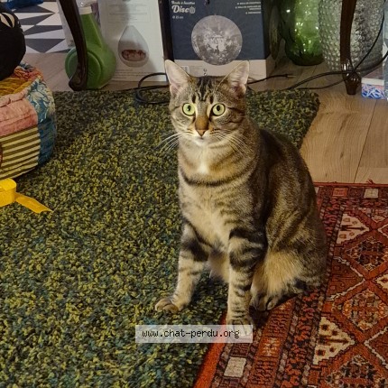 Photo de chat perdu à Plobannalec Lesconil