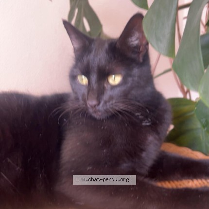Photo 1/1 Plume Chat perdu à Viuz En Sallaz