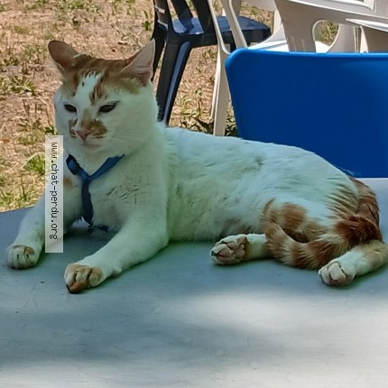 Photo de chat perdu à Poitiers
