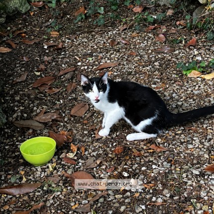 Photo 1/1 Chat trouvé Trouvé à Savins