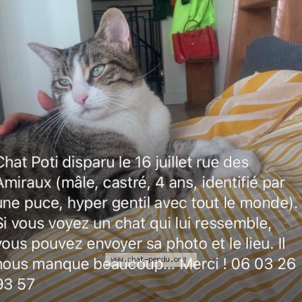 Photo de chat perdu à Paris