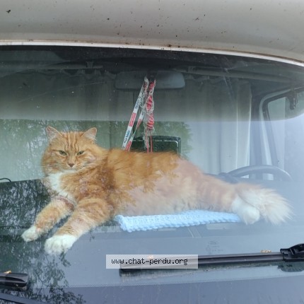 Photo de chat perdu à Vernouillet