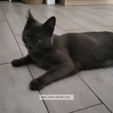Photo 1/1 Chat trouvé Trouvé à Montmagny